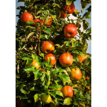 Natural Apple Plant